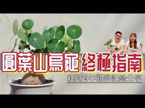 石烏龜 植物